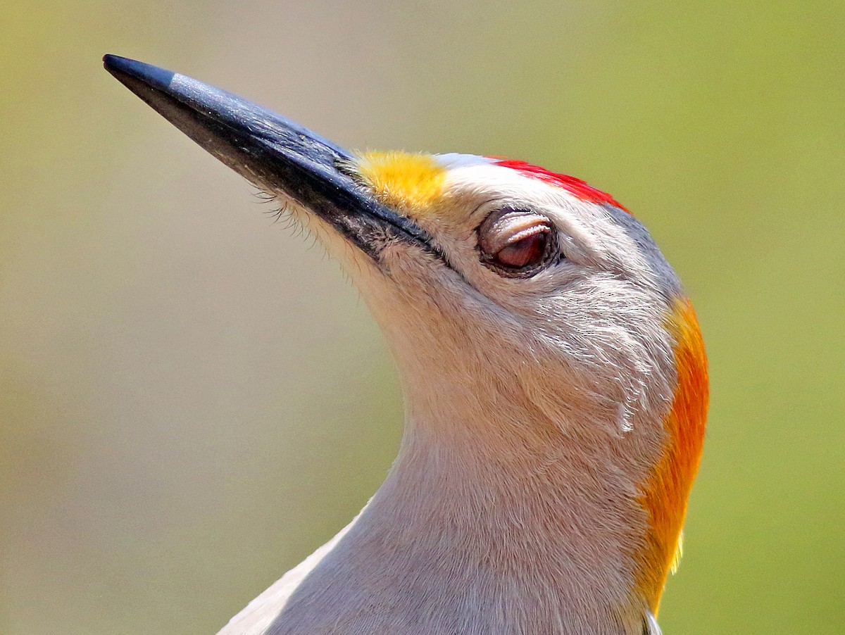 Golden-fronted Woodpecker - Tom Gannon