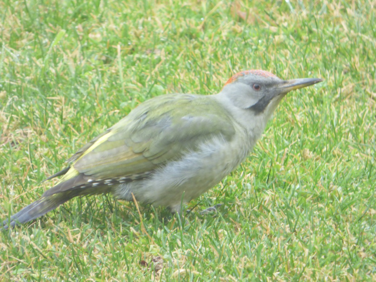 Iberian Green Woodpecker - ML96568921