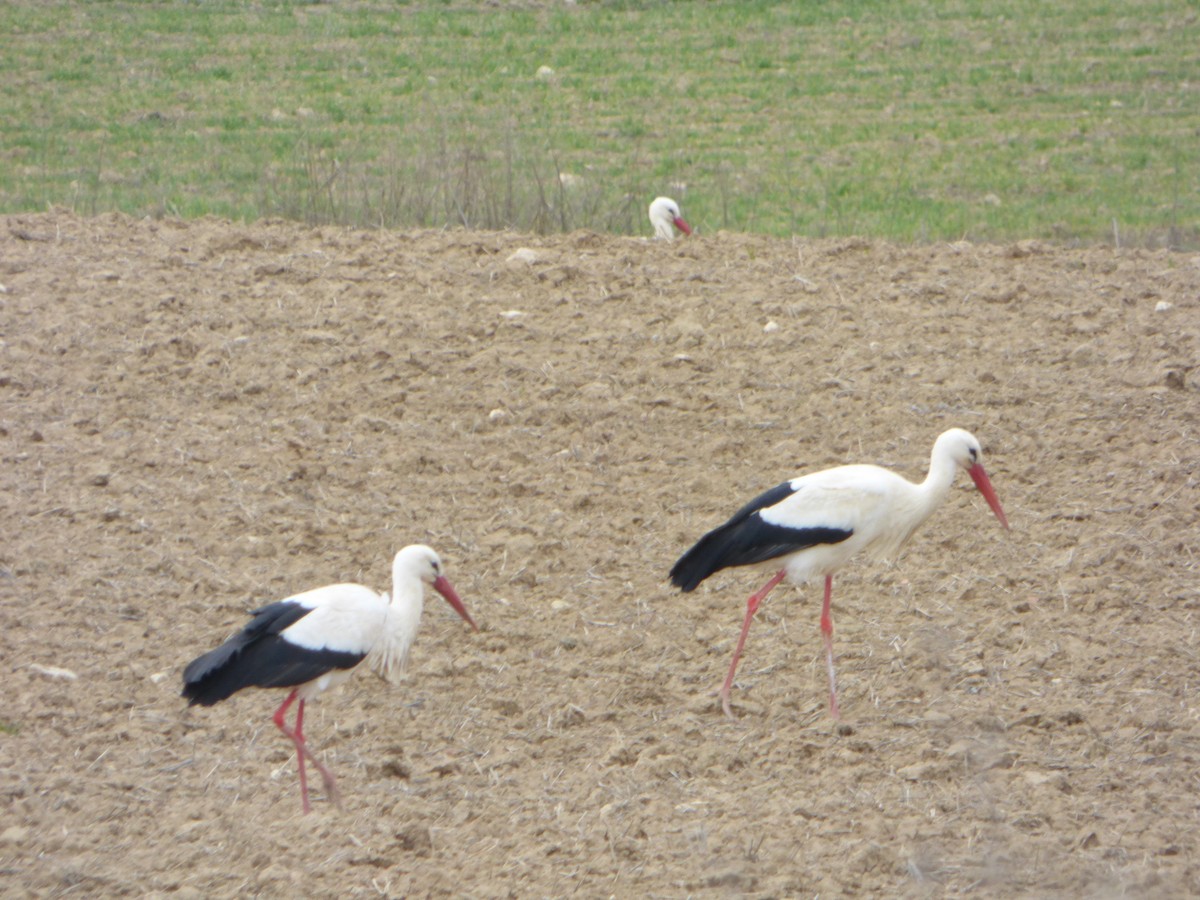 White Stork - ML96569191
