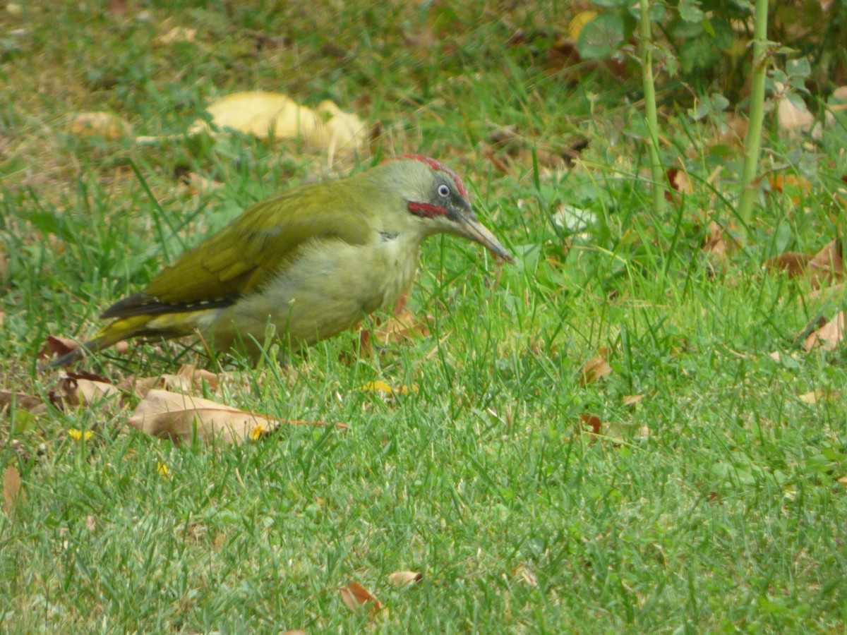 Iberian Green Woodpecker - ML96571981
