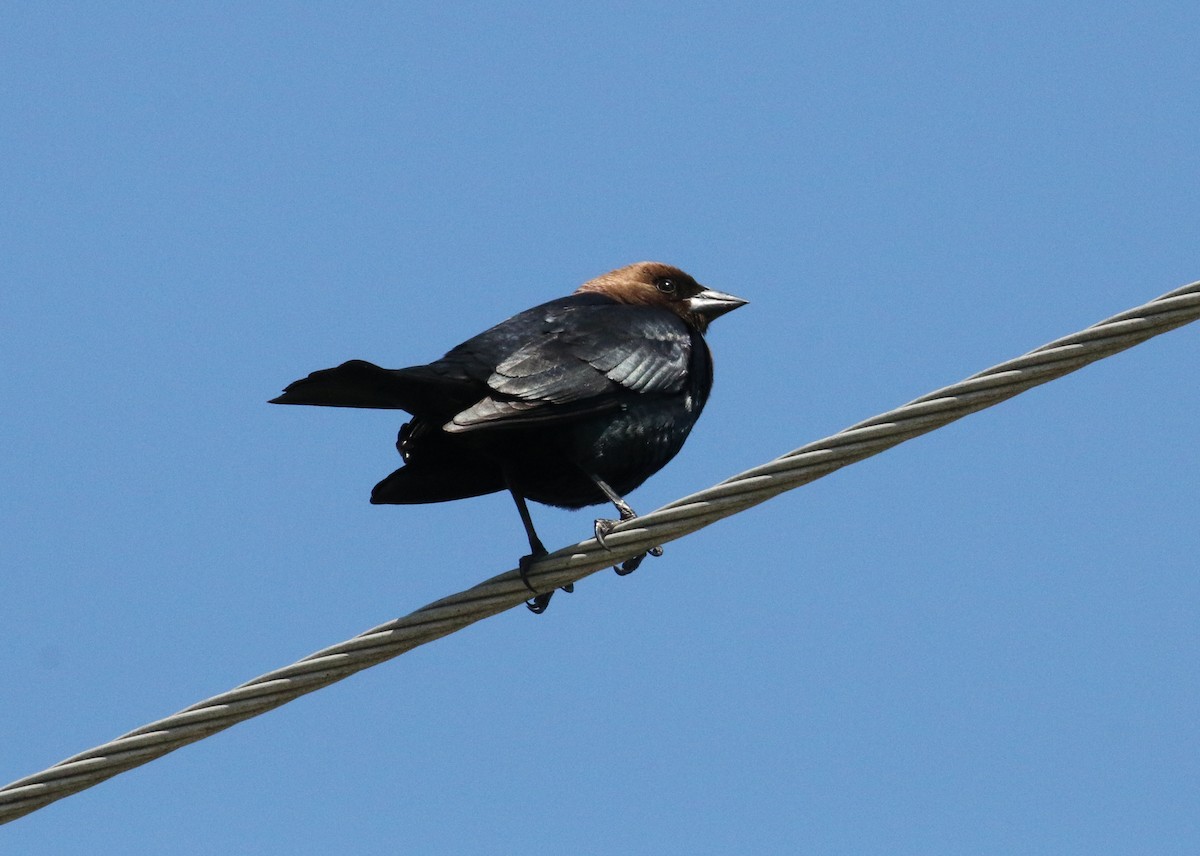 Brown-headed Cowbird - Pair of Wing-Nuts