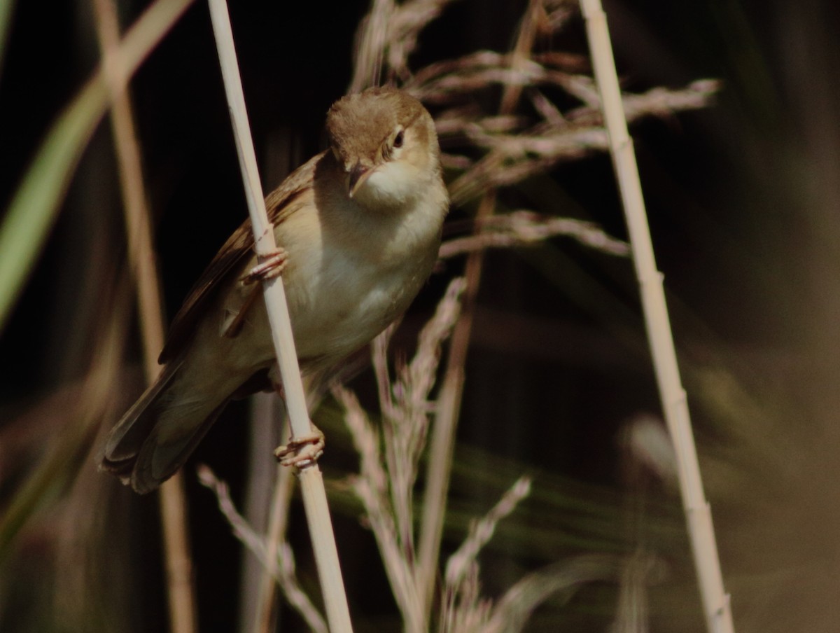 Common Reed Warbler (African) - Sérgio Correia