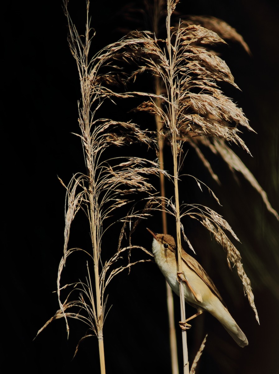Common Reed Warbler (African) - Sérgio Correia