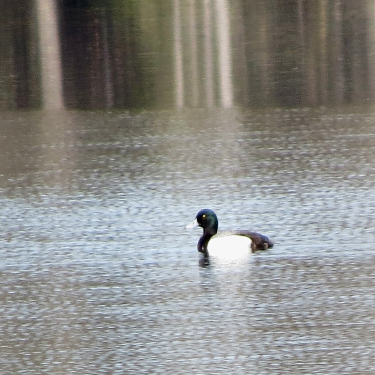 Greater Scaup - Jerry Smith