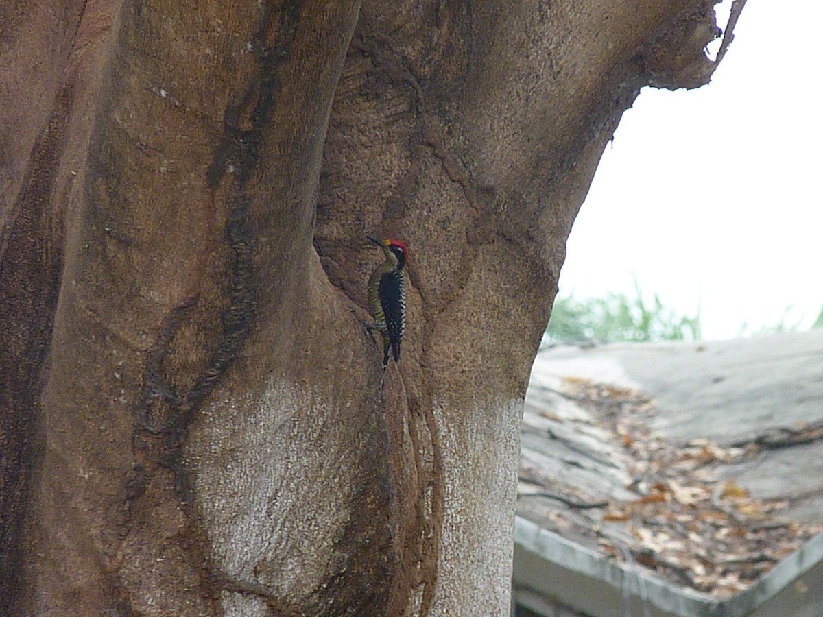 Black-cheeked Woodpecker - Gonzalo Peñafiel Nivela