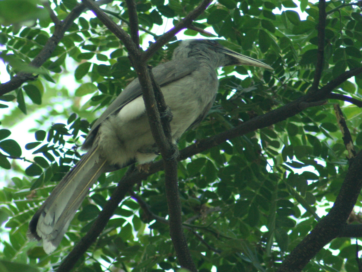 Indian Gray Hornbill - ML96576521