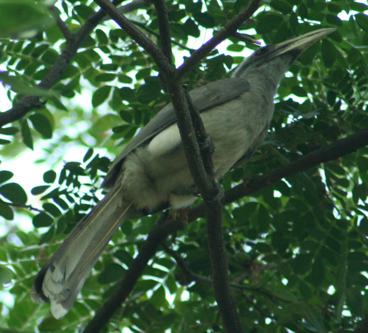 Indian Gray Hornbill - ML96576571