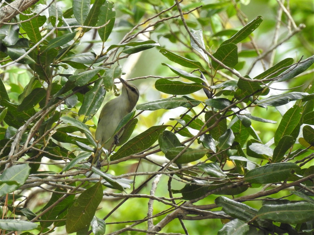 Black-whiskered Vireo - Colleen Cowdery