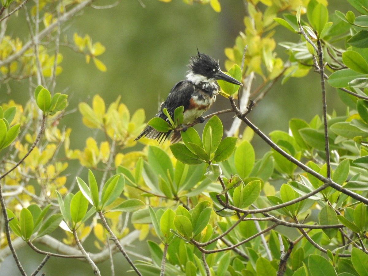 Belted Kingfisher - ML96579211