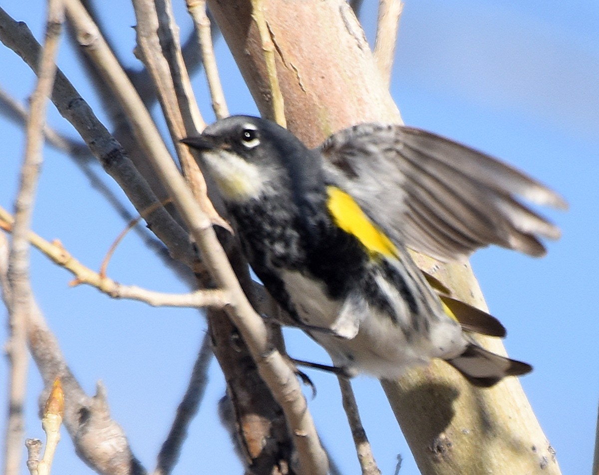 Yellow-rumped Warbler (Myrtle x Audubon's) - ML96581471