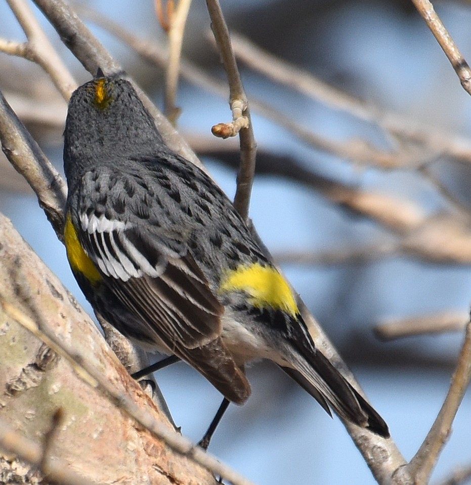 Yellow-rumped Warbler (Myrtle x Audubon's) - ML96581491
