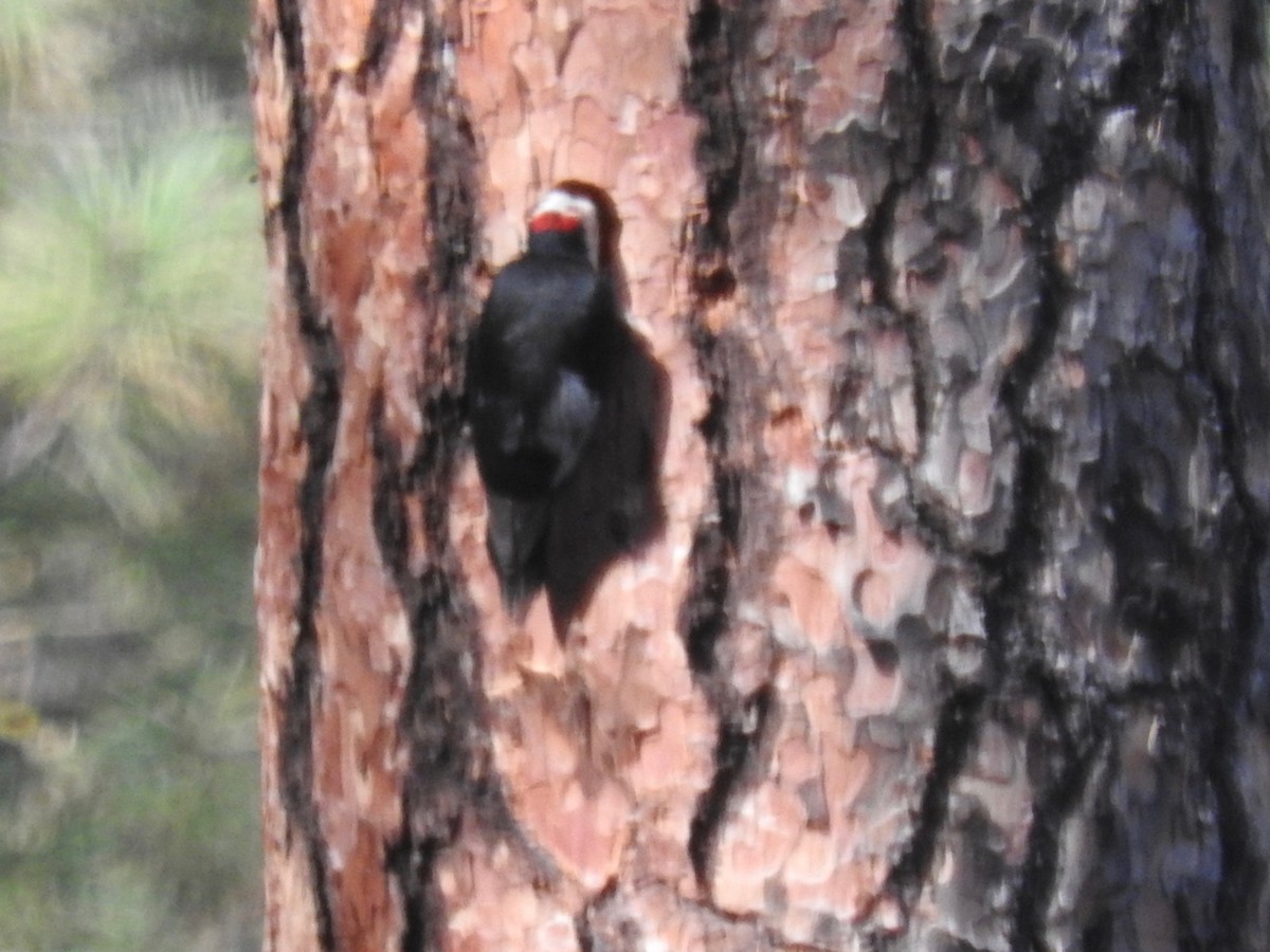 White-headed Woodpecker - Brian White