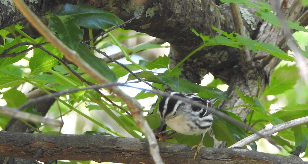 Black-and-white Warbler - Wendy Meehan