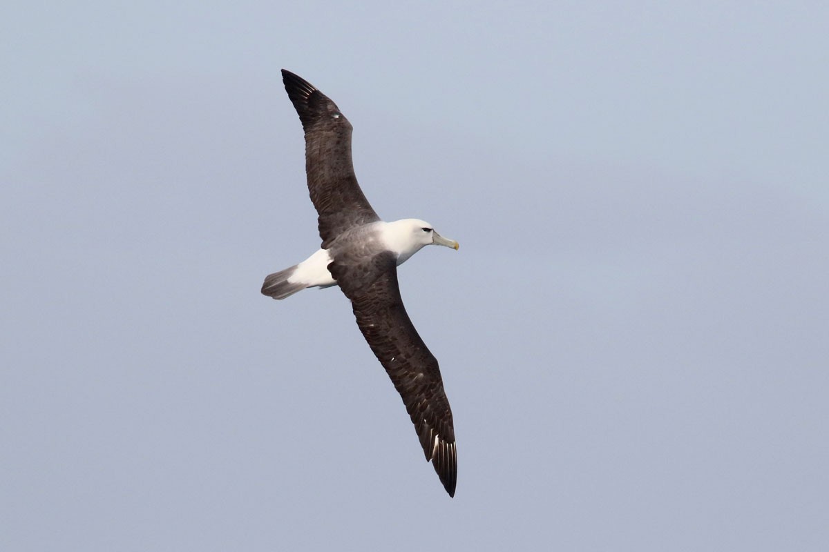 White-capped Albatross - Noah Strycker