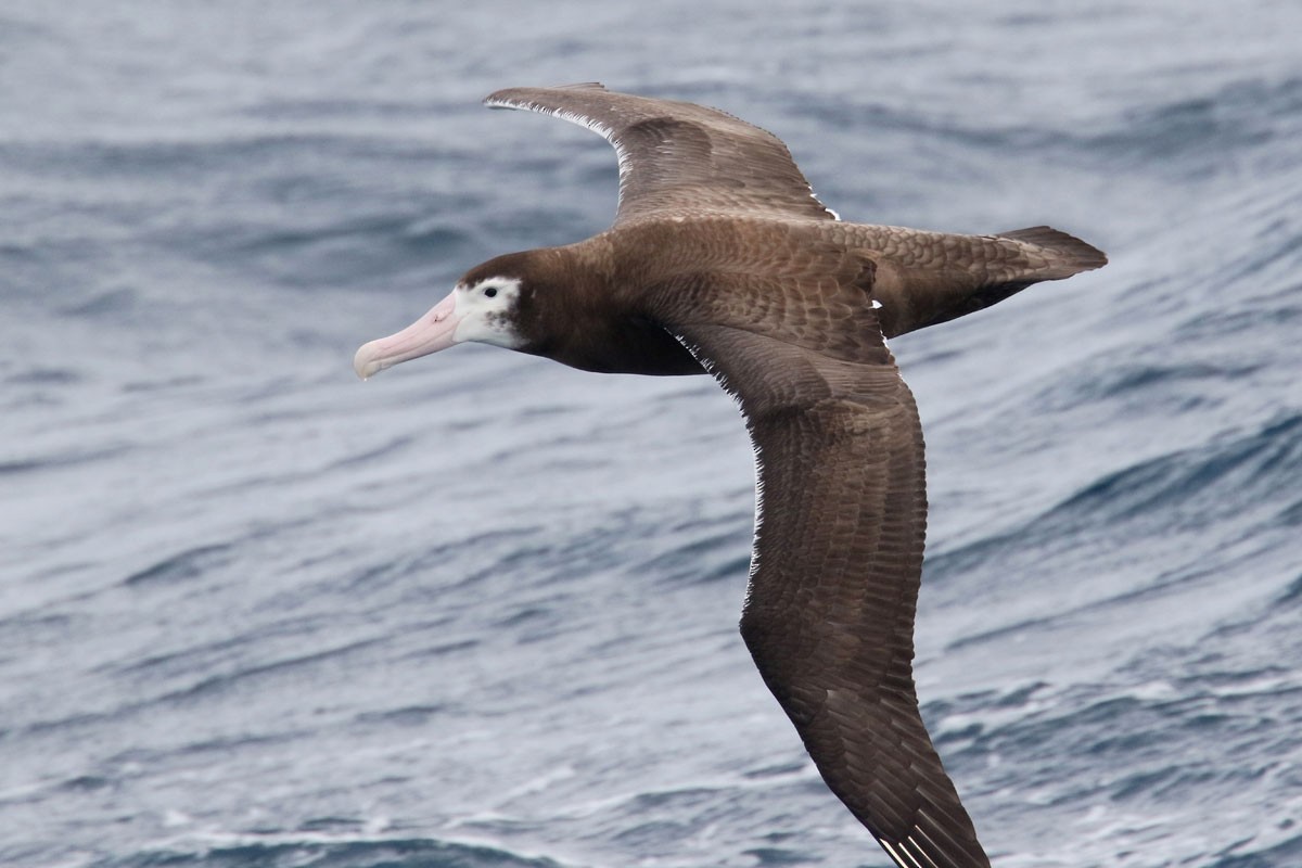 Snowy/Tristan/Antipodean Albatross - Noah Strycker