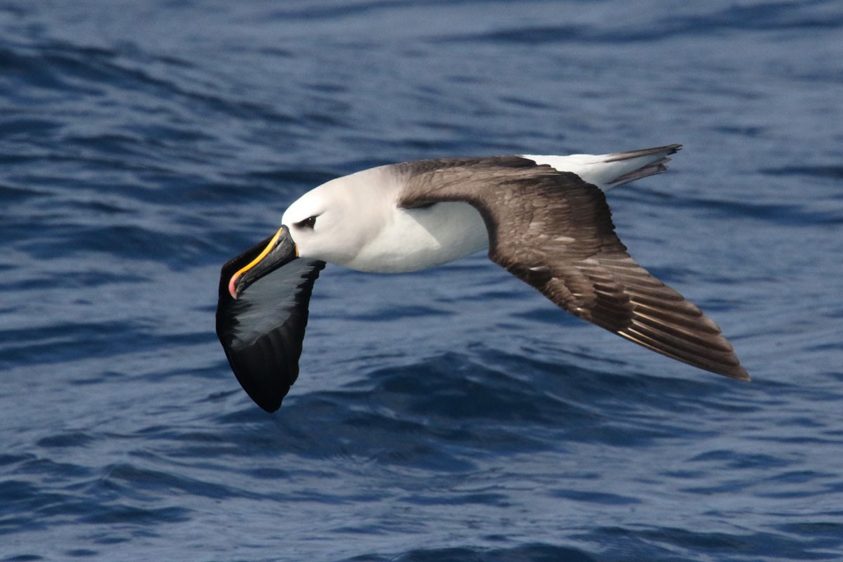 Yellow-nosed Albatross (Atlantic) - ML96588691