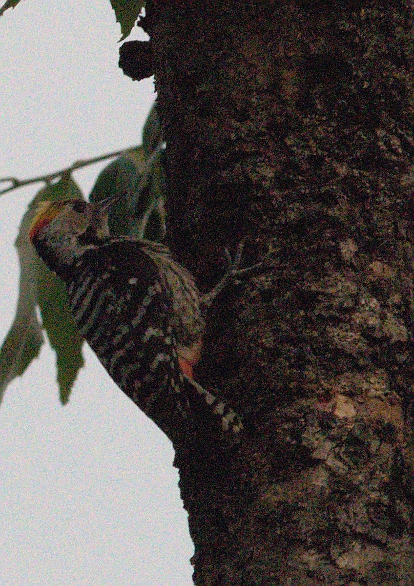 Brown-fronted Woodpecker - Ramnarayan Kalyanaraman