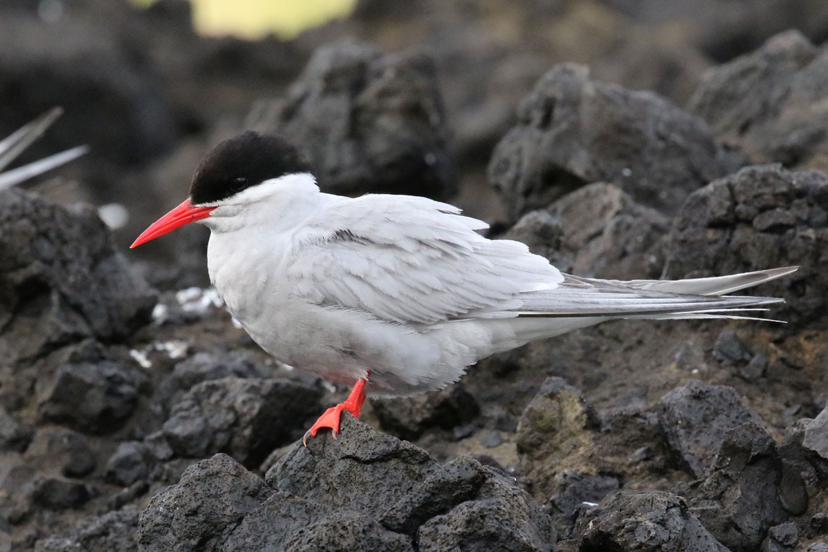 Antarctic Tern - Noah Strycker