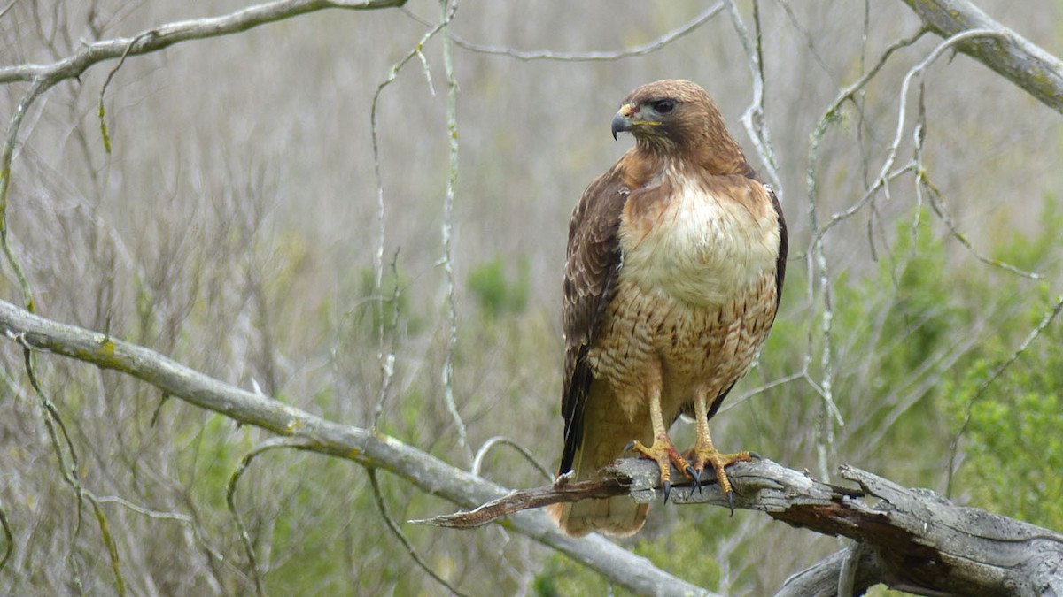 Red-tailed Hawk - Pete Wolf
