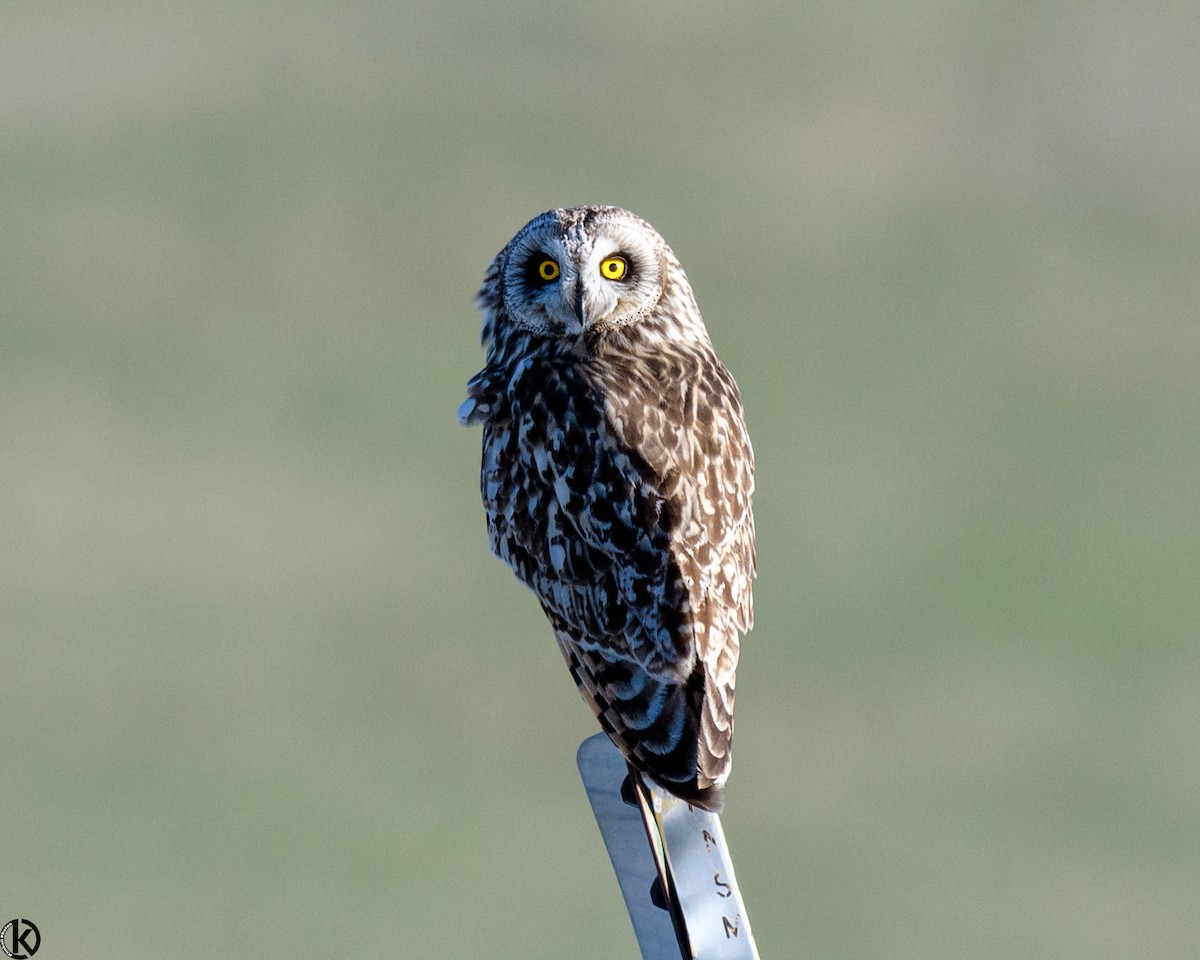 Short-eared Owl - ML96591641