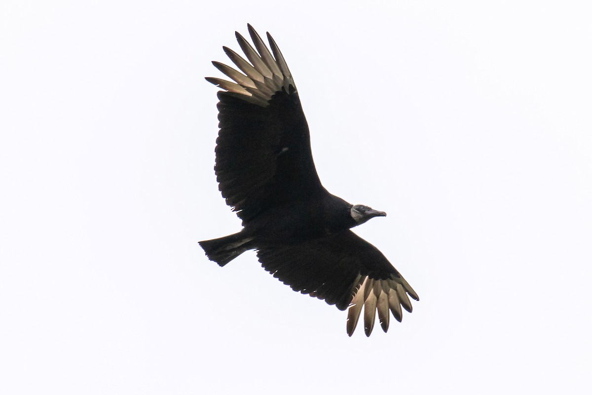 Black Vulture - Chris S. Wood