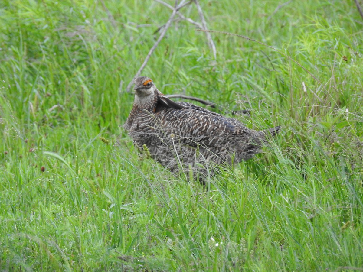 Greater Prairie-Chicken (Attwater's) - Chayse Davis