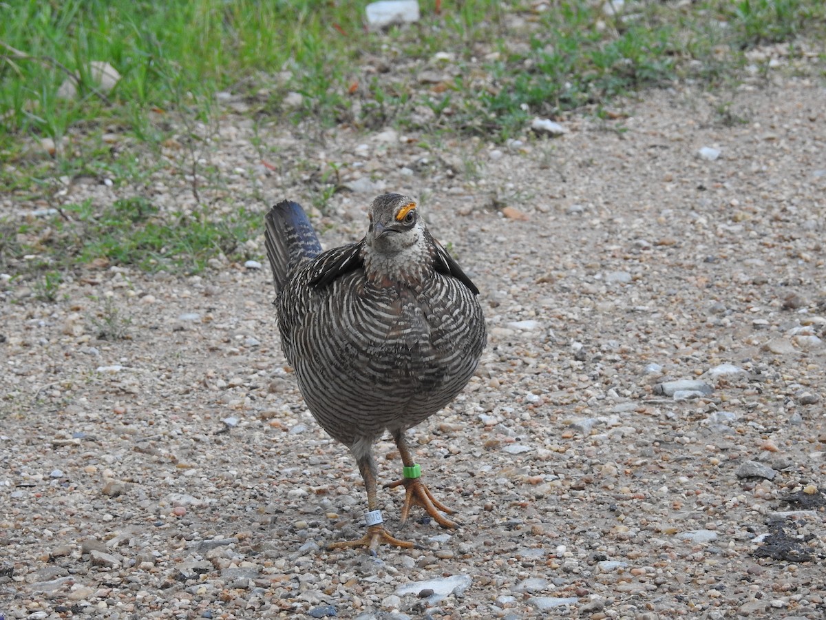 Greater Prairie-Chicken (Attwater's) - Chayse Davis