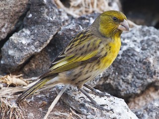 ニホアハワイマシコ - eBird