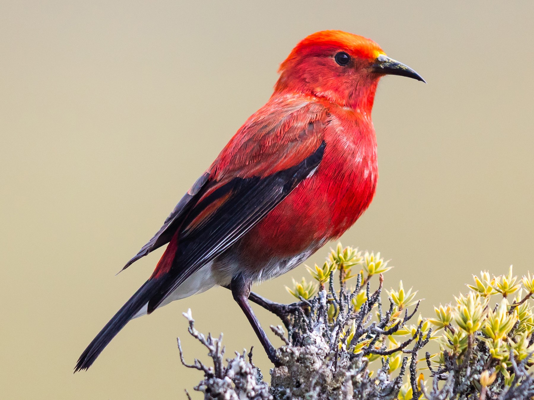 red headed bird in Hawaii