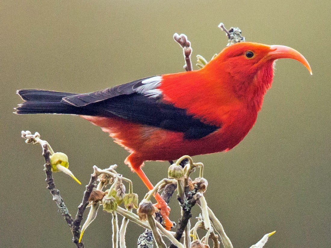 11 Red Headed Birds in Hawaii (With Photos) - Sonoma Birding