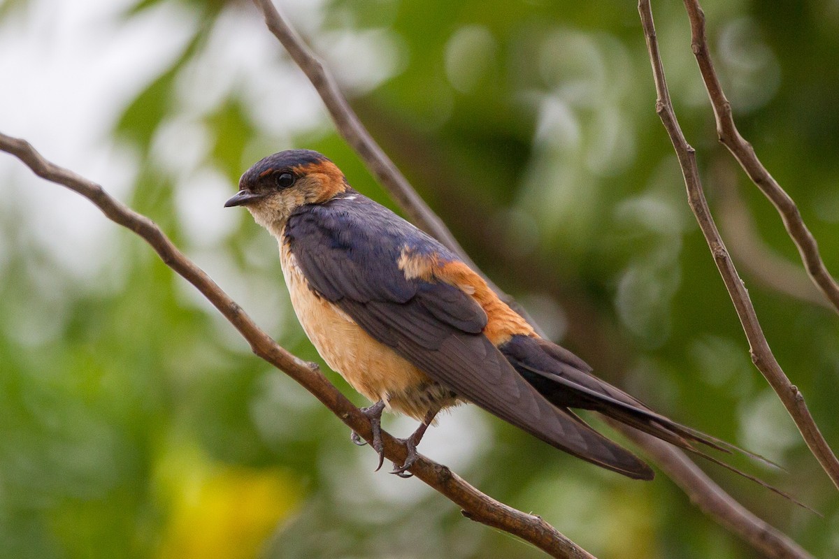 Red-rumped Swallow (Red-rumped) - ML96603261