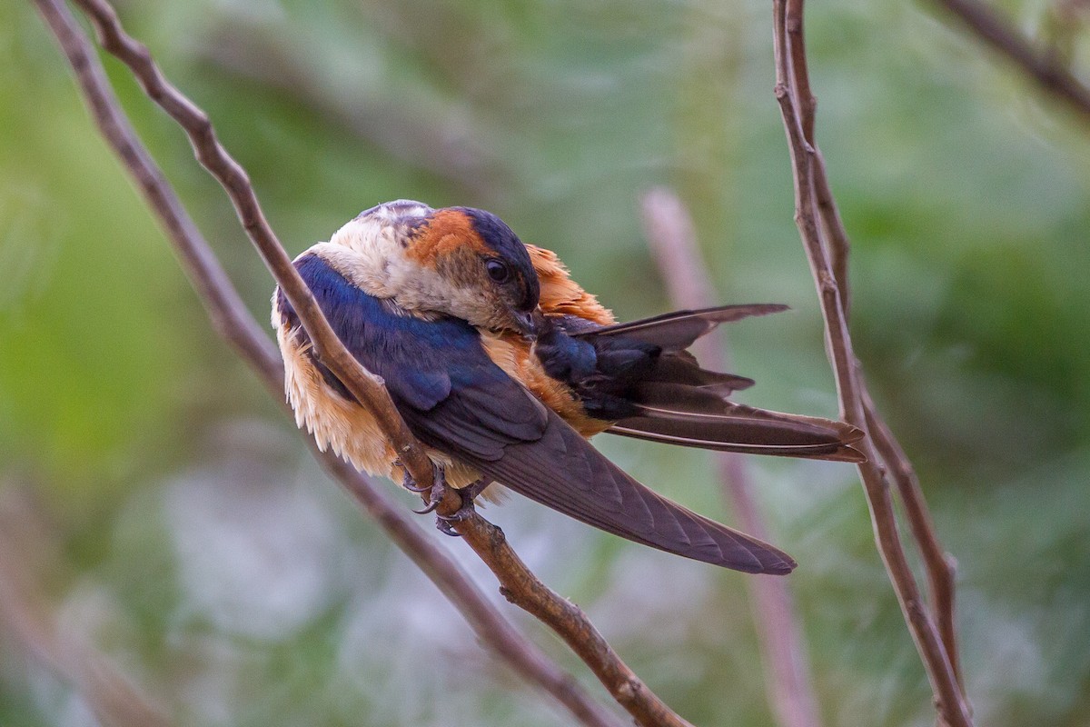 Red-rumped Swallow (Red-rumped) - ML96603271