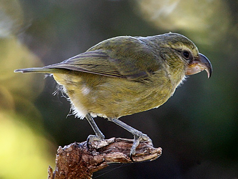 Maui Parrotbill - Michael Walther