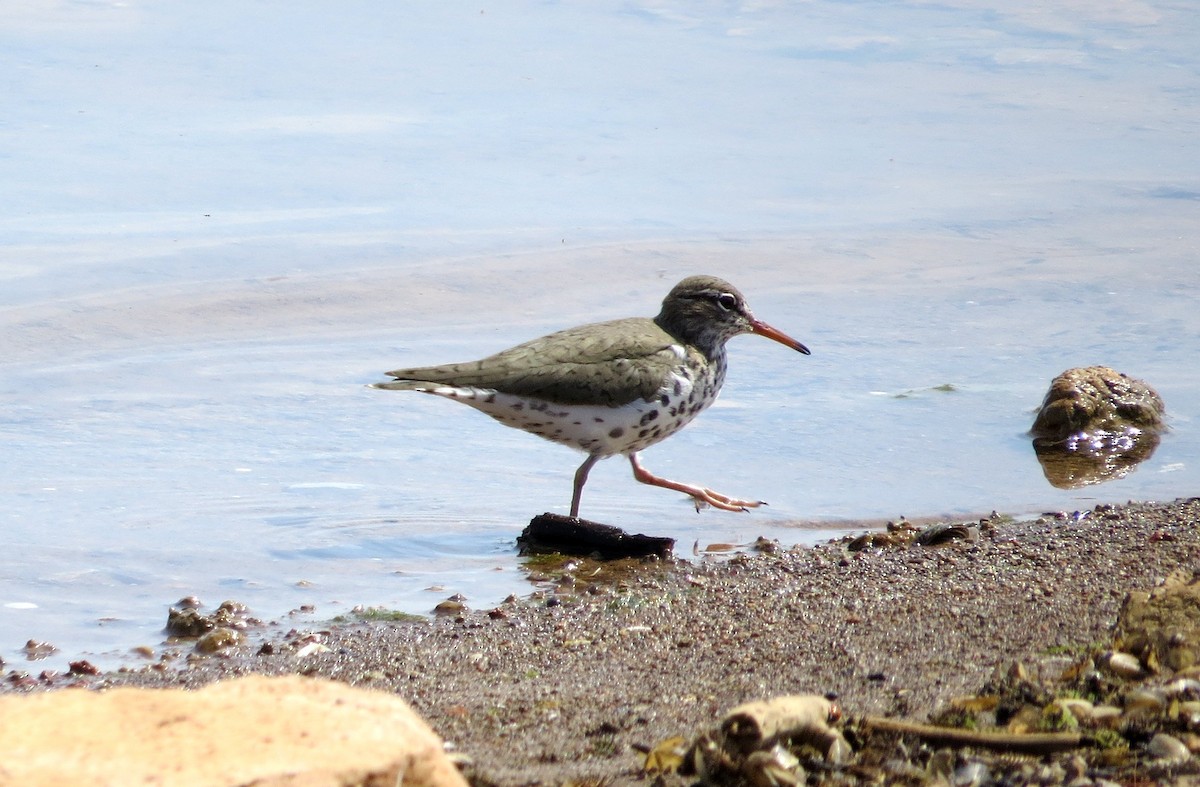 Spotted Sandpiper - Deanne Hardy