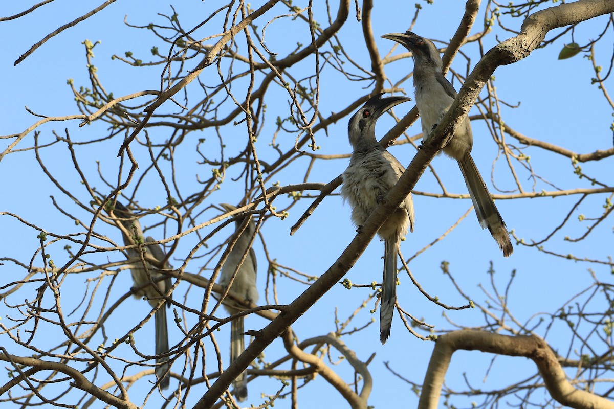 Indian Gray Hornbill - Denis Tétreault