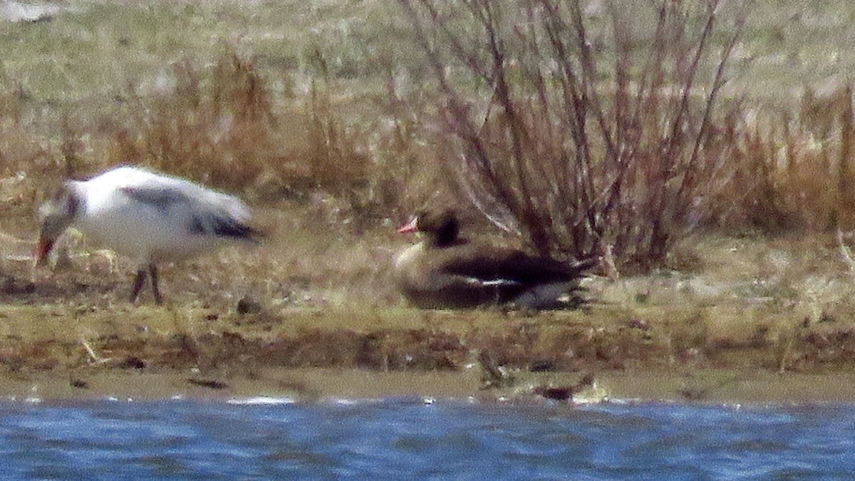 Greater White-fronted Goose - ML96604541