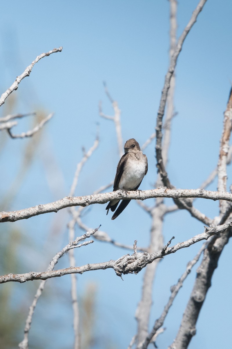 Northern Rough-winged Swallow - Deb Ford