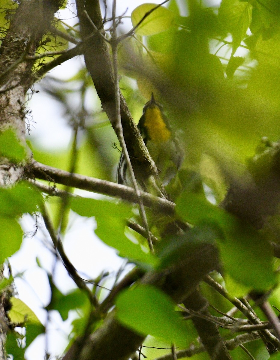 Yellow-throated Warbler - ML96607871