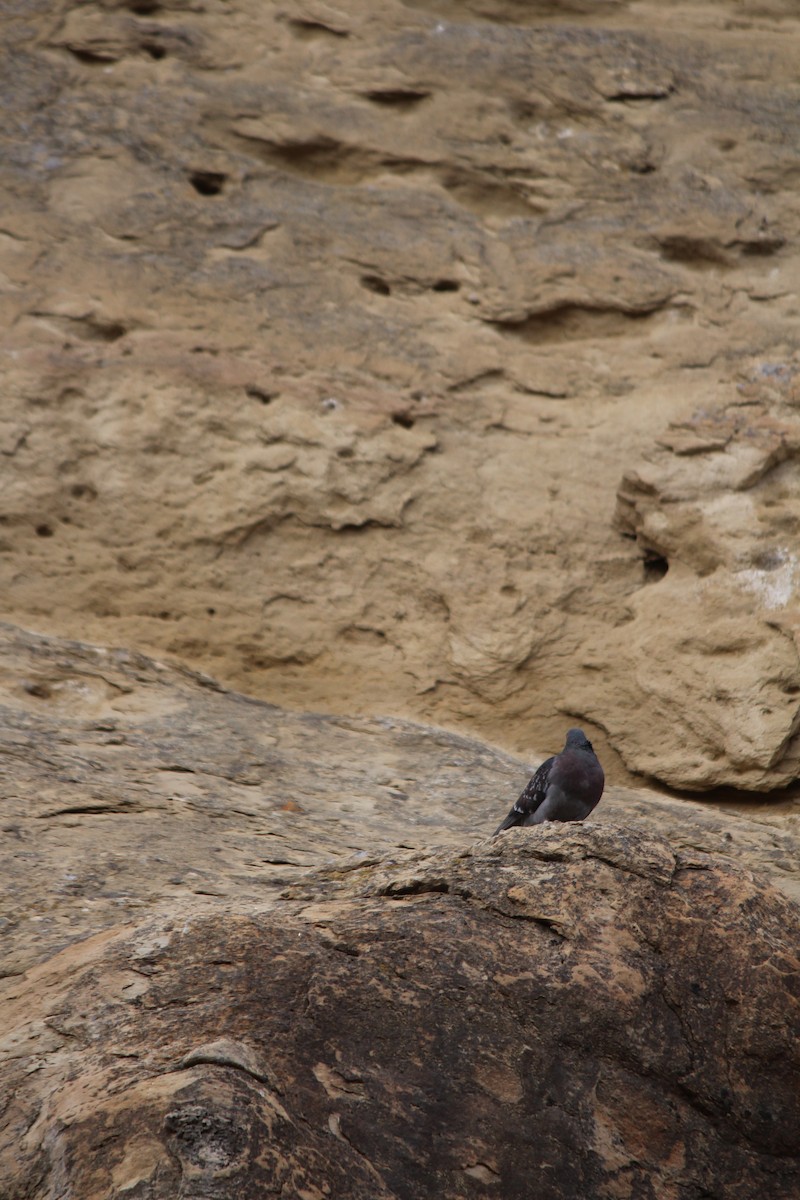 Rock Pigeon (Feral Pigeon) - ML96609221