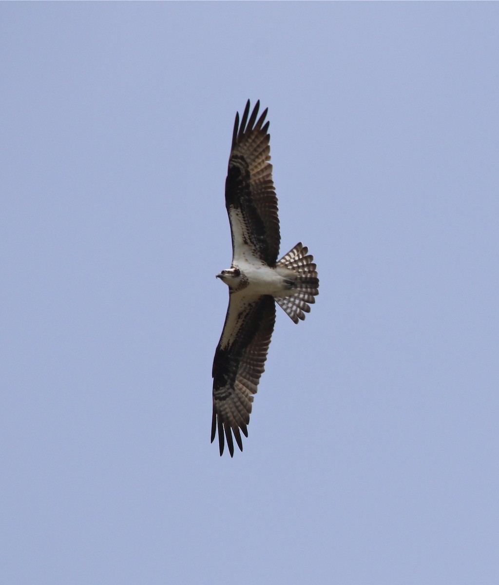 Osprey - Pair of Wing-Nuts
