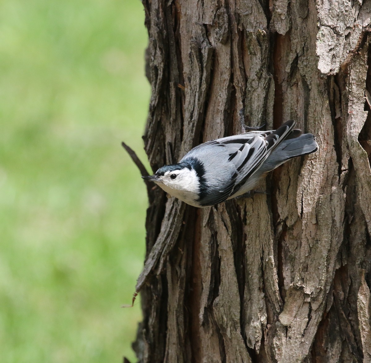 White-breasted Nuthatch - Pair of Wing-Nuts