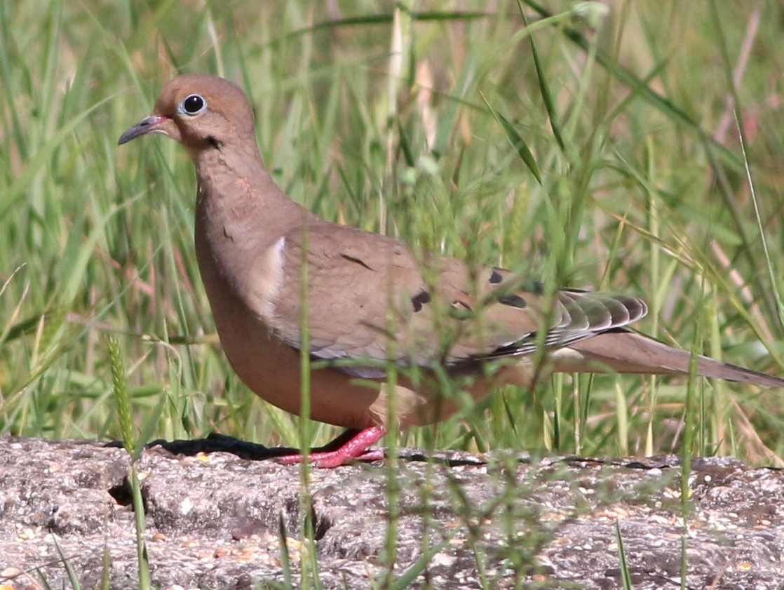 Mourning Dove - Mike Wanger