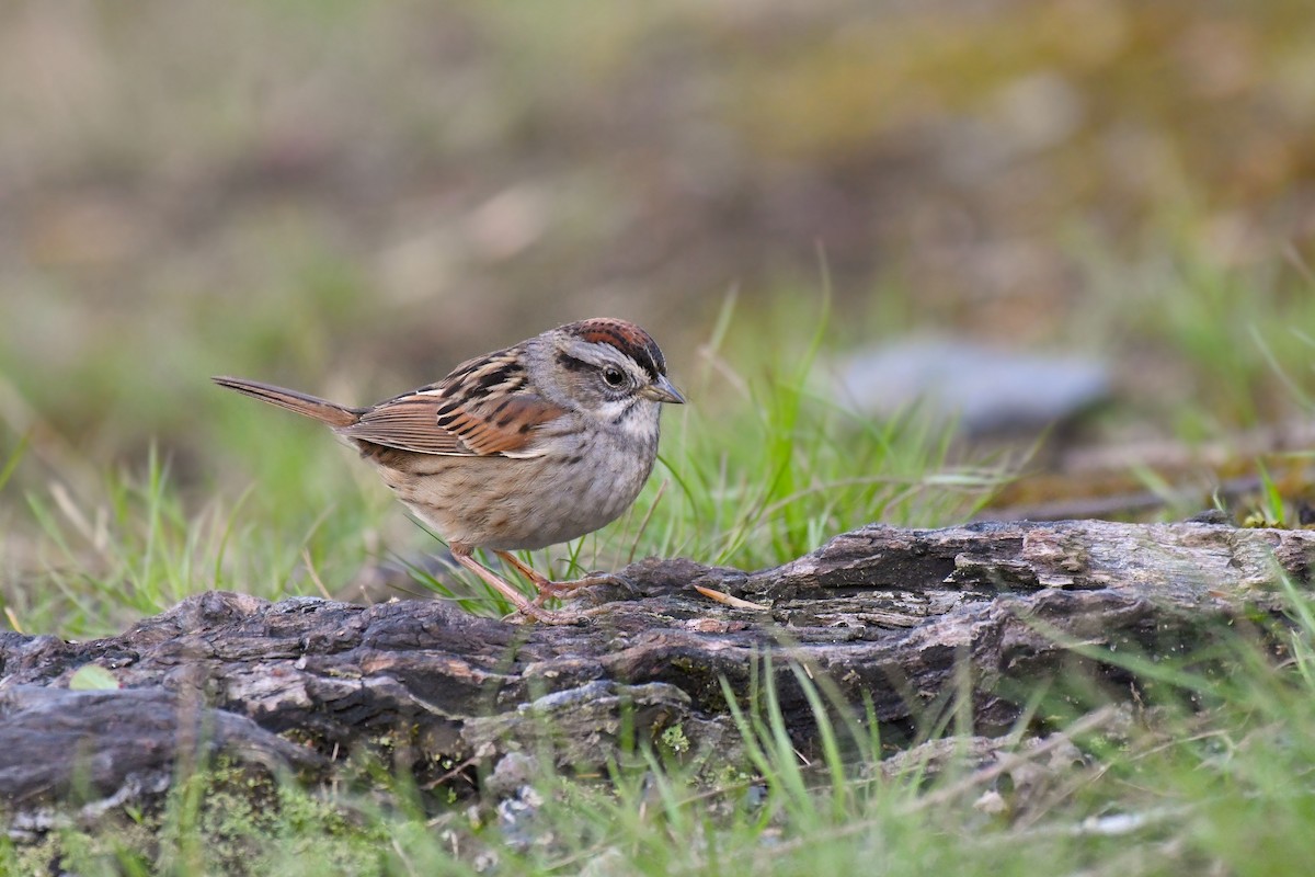 Swamp Sparrow - ML96611281