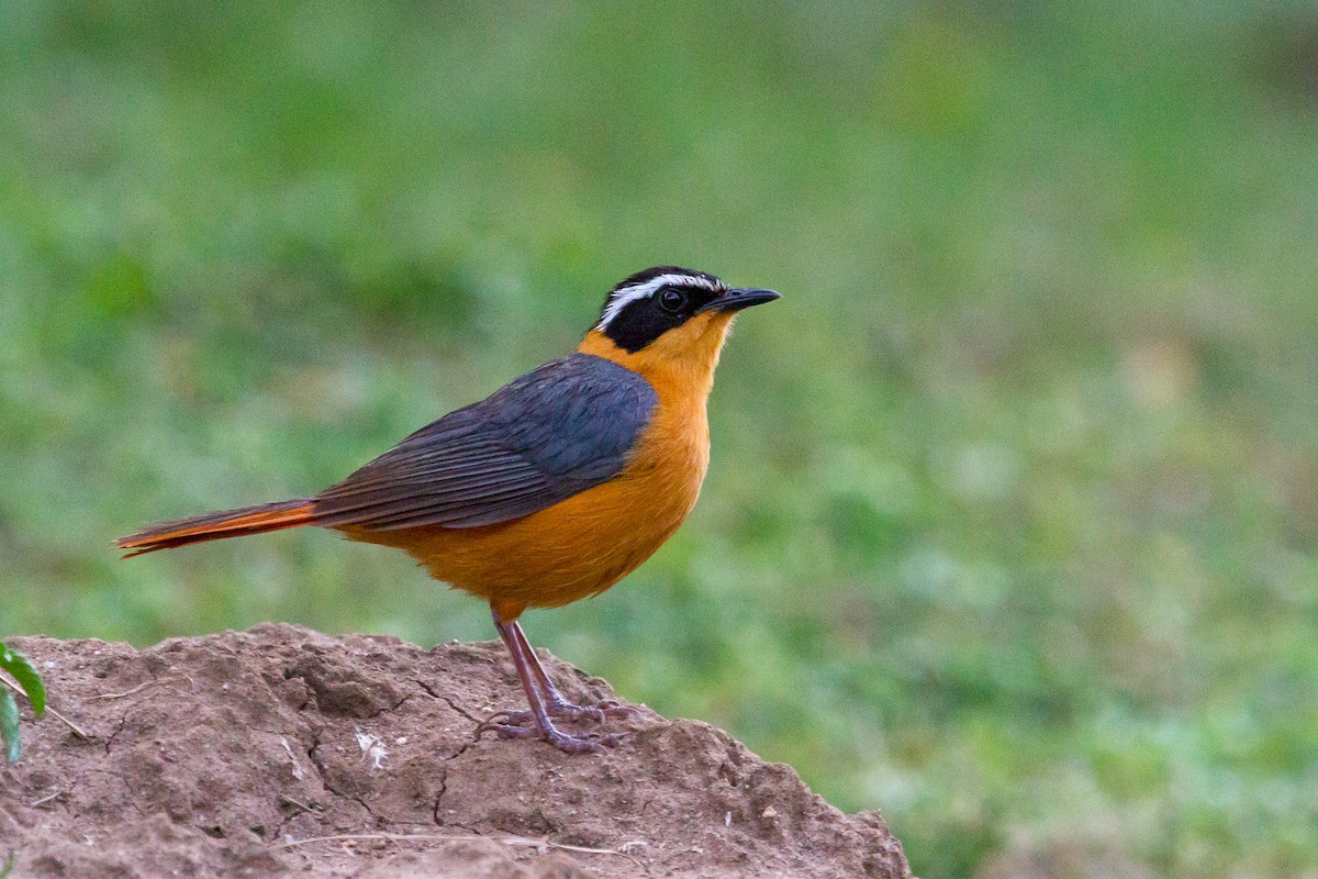 White-browed Robin-Chat - Louis Bevier