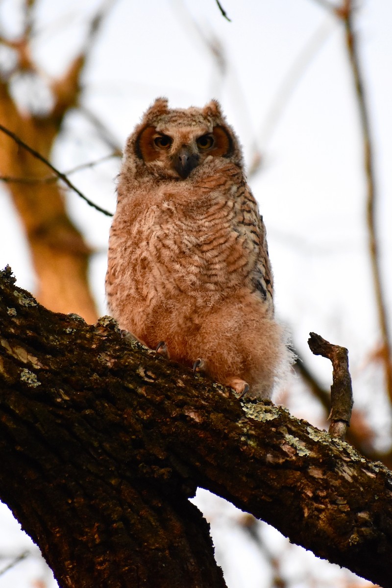 Great Horned Owl - ML96613481