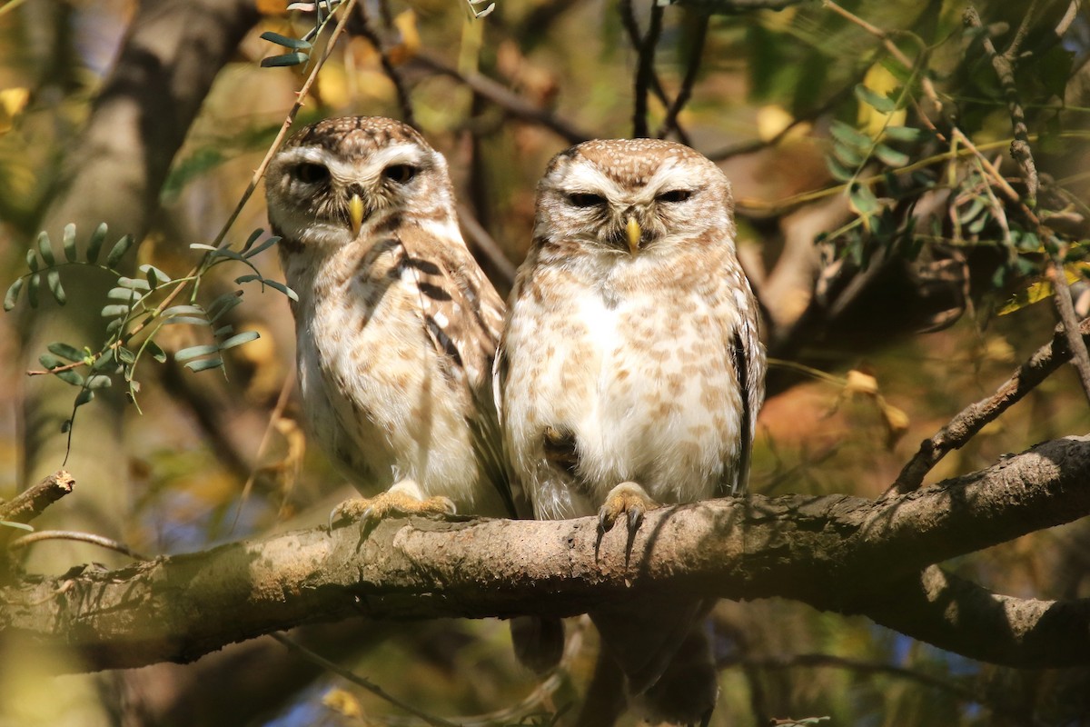 Spotted Owlet - ML96615721