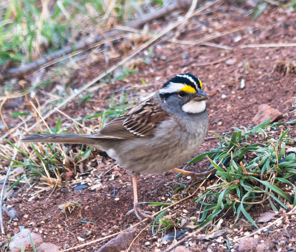 White-throated Sparrow - ML96617541