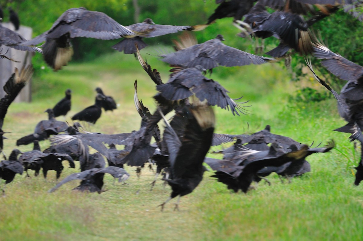 Black Vulture - Raymond Kinsel