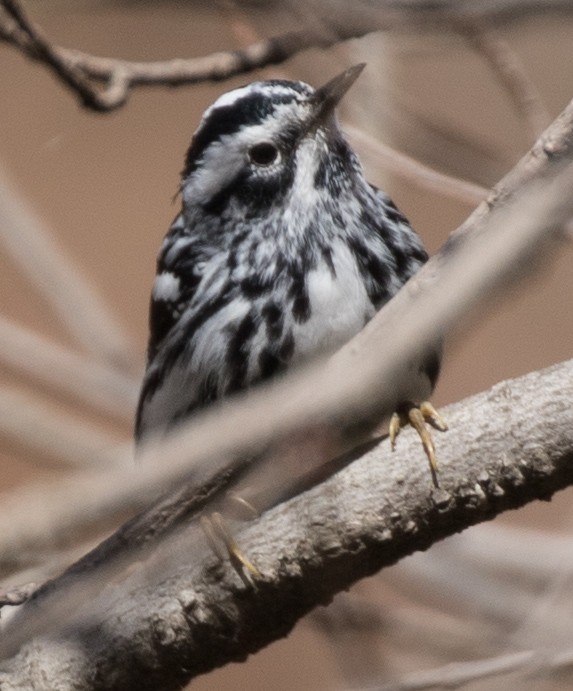Black-and-white Warbler - ML96621131