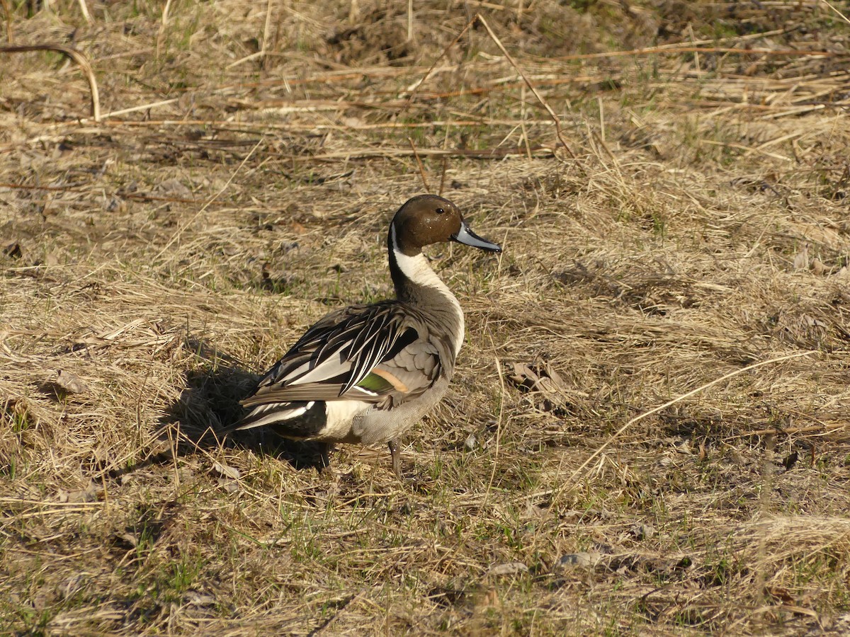 Northern Pintail - Suzanne Cholette